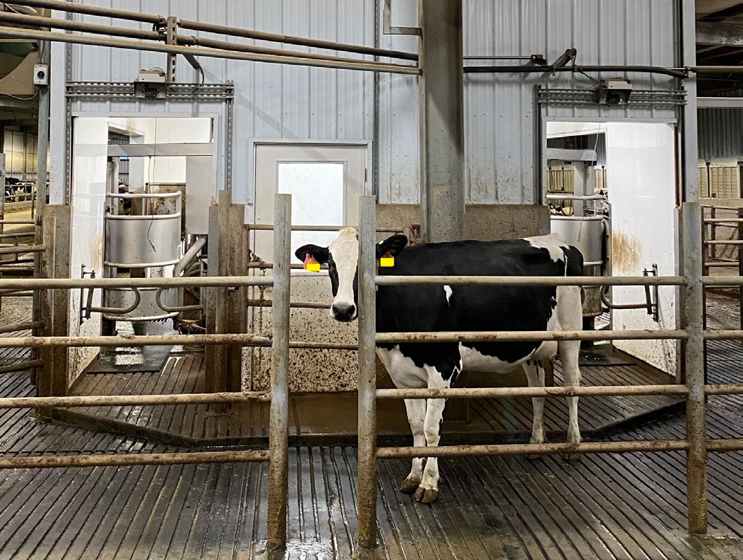 A cow that is standing behind a fence in a barn.